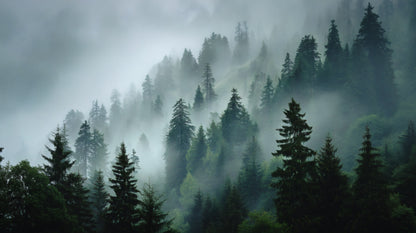 Misty pine forest on a steep mountain slope with thick white fog weaving through evergreen trees.