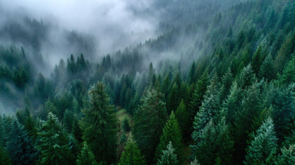 Aerial view of a dense pine forest shrouded in heavy white fog and mist.