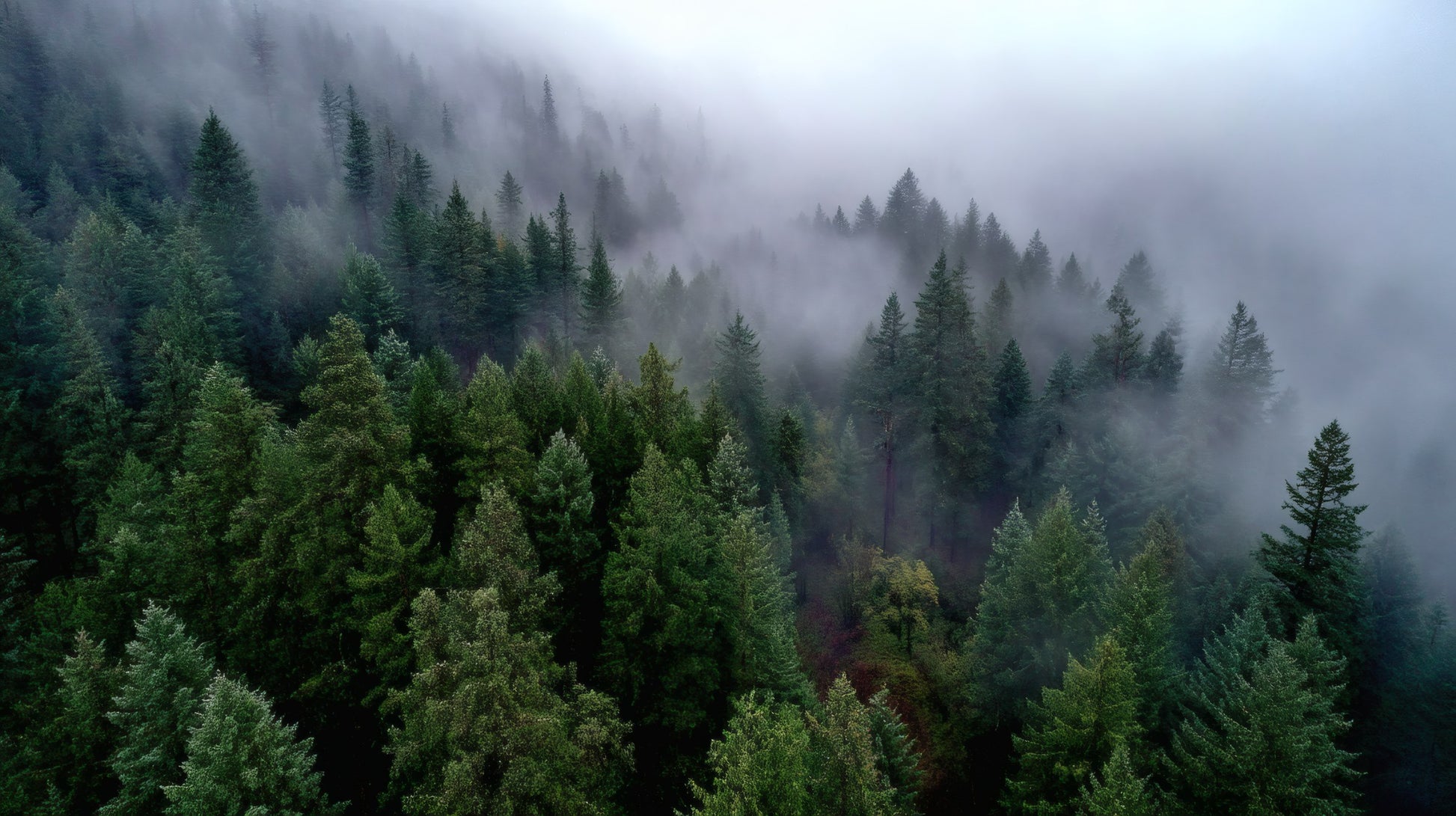 Aerial view of a dense green evergreen forest partially obscured by thick white morning mist and fog.