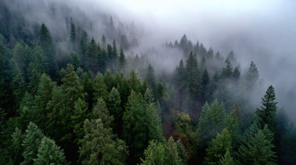 Aerial view of a dense green evergreen forest partially obscured by thick white morning mist and fog.